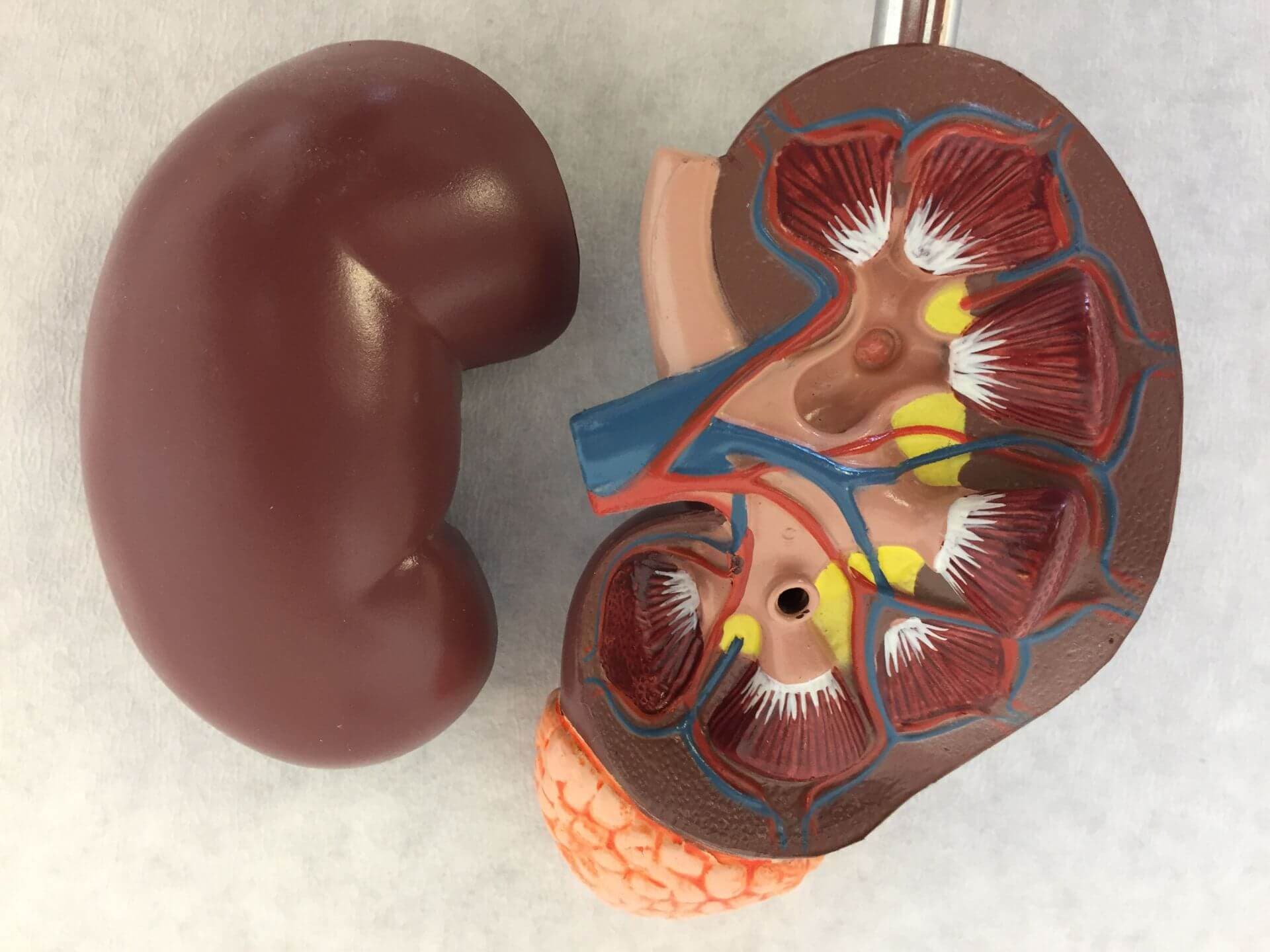 Old anatomical kidney model