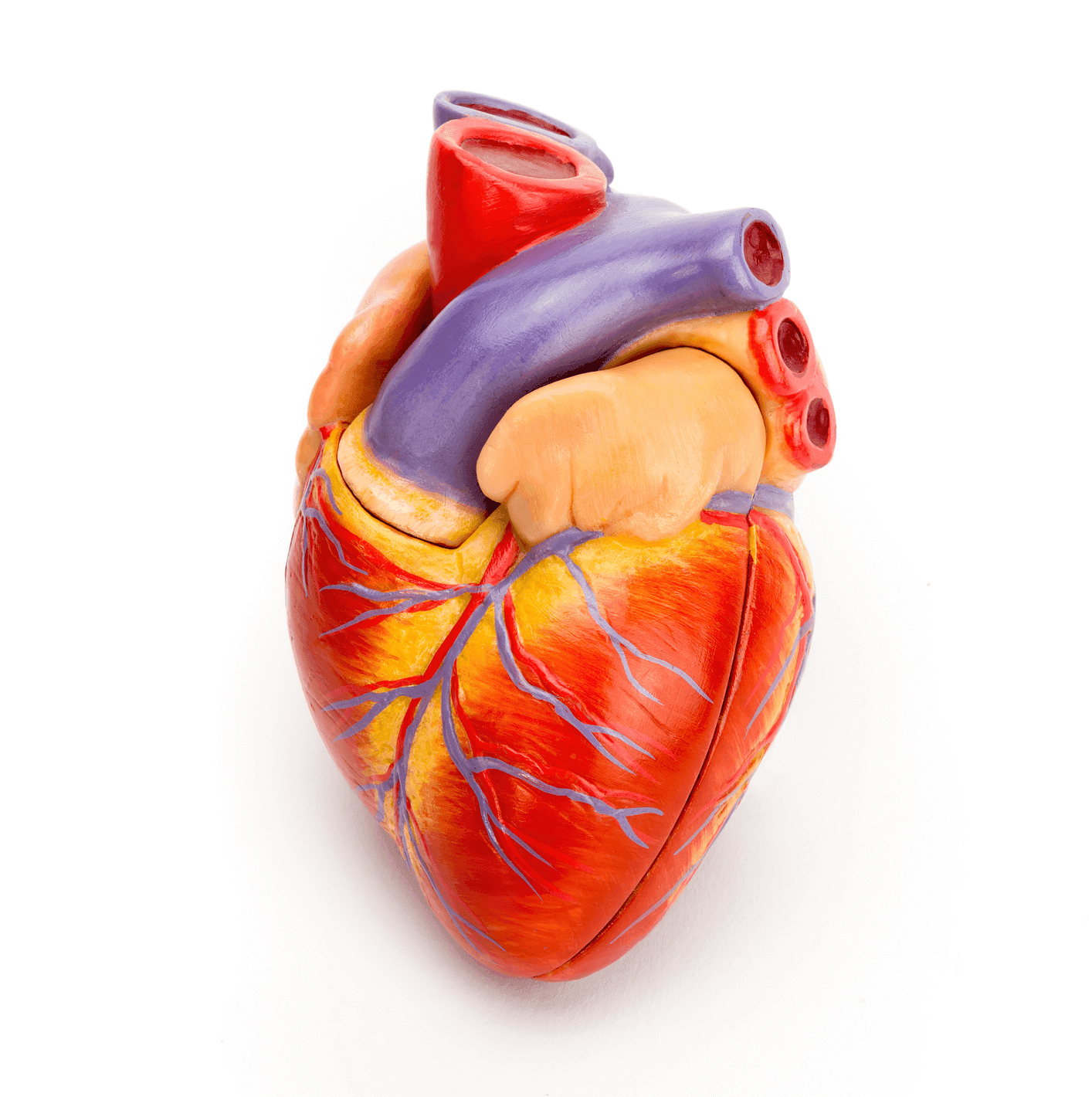 HFrEF, HFpEF: Diagnose und Therapie