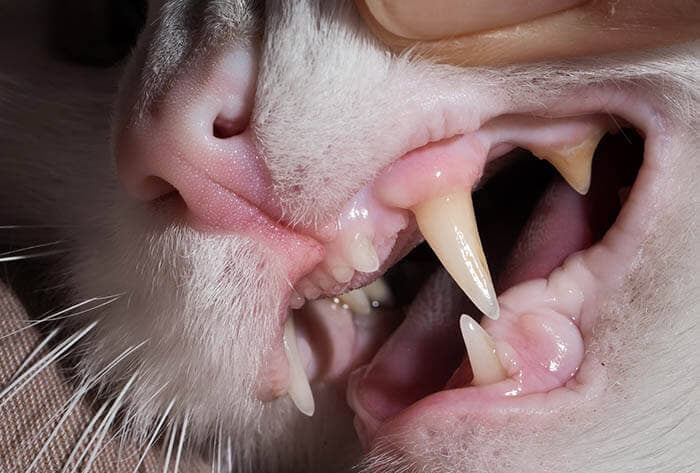 Katzenbisse bergen ein hohes Infektionsrisiko