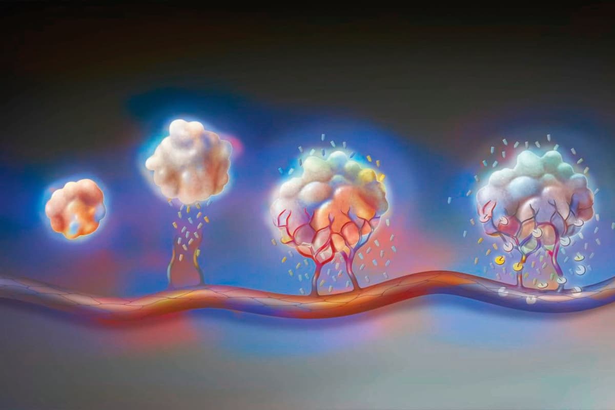 Tumor: from left to right, angiogenesis and antiangiogenic drugs.