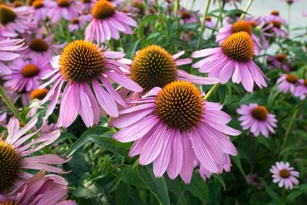 Echinacea Blumen auf einem Feld.