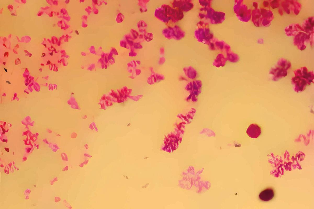 Scientific image of 3D bacteria Citrobacter, Gram-negative bacte
