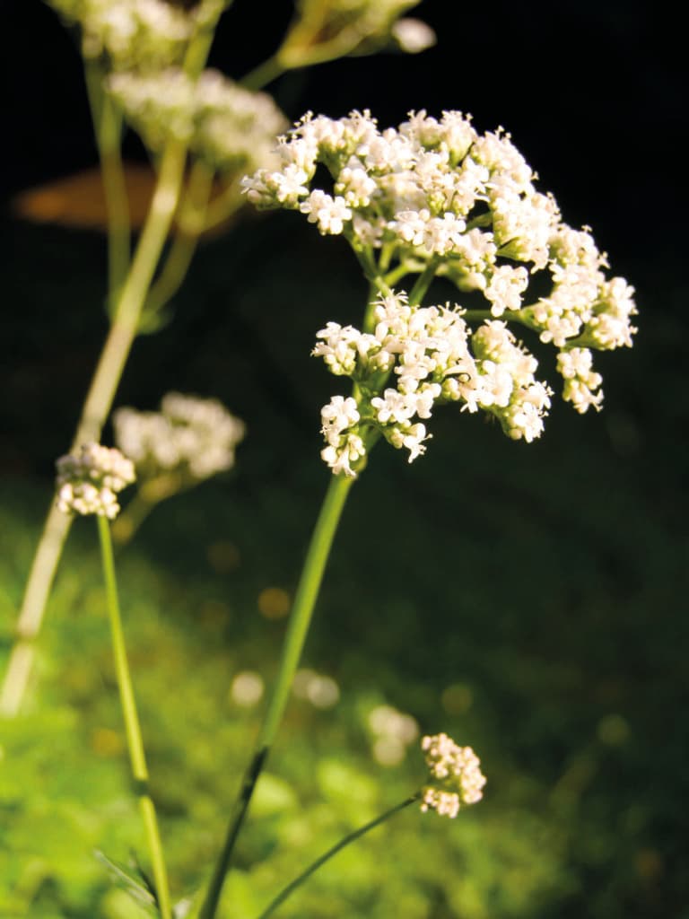 Gros plan d'une plante de valériane - prise dans un jardin