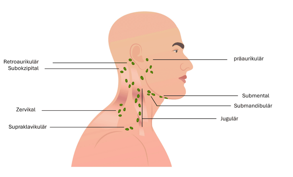 Lymphknoten im Kopf-Halsbereich