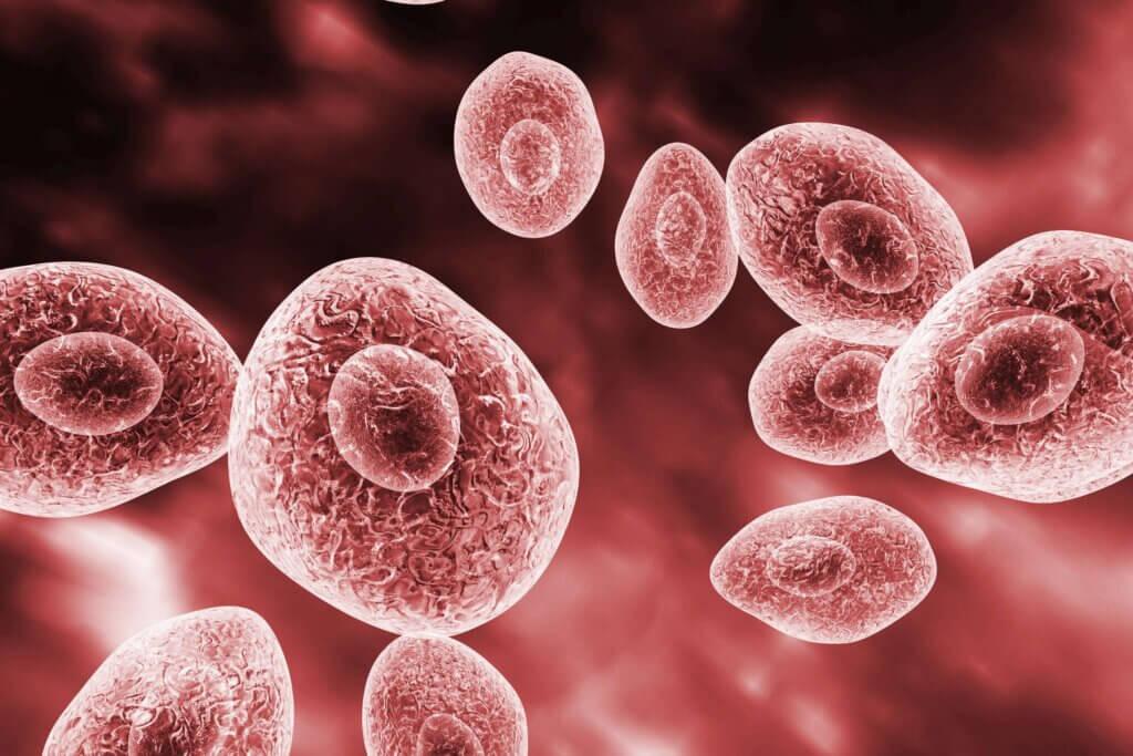 Pneumocystis jirovecii, opportunistic fungus which causes pneumonia in patients with HIV, 3D illustration