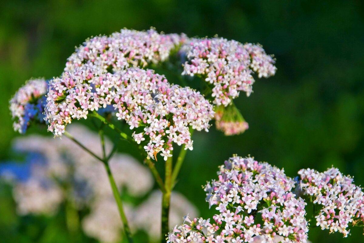 La valériane et le houblon font partie des plantes médicinales qui favorisent le sommeil.