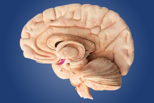 3D-Illustration eines Gehirn-Querschnitts mit Sicht des Hypothalamus.