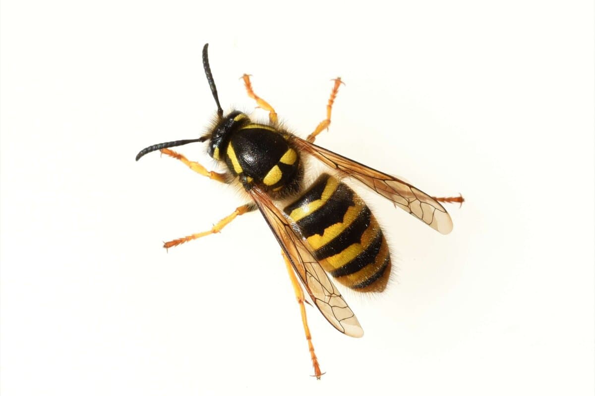 Wespe, Vespula, Germanisch