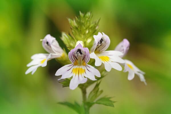 Nahaufnahme der Blüten einer Euphrasia