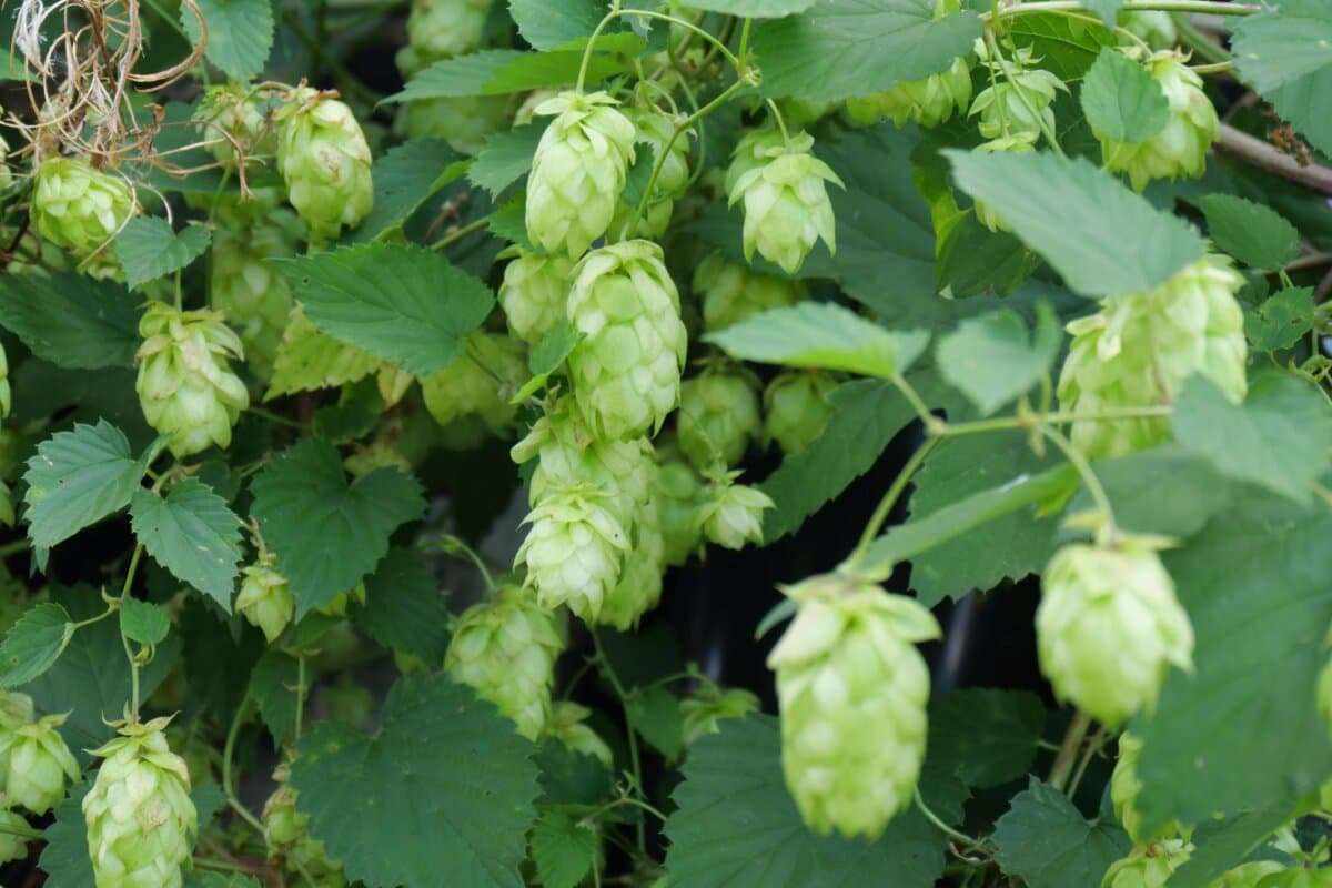 Hopfen (Humulus lupulus)