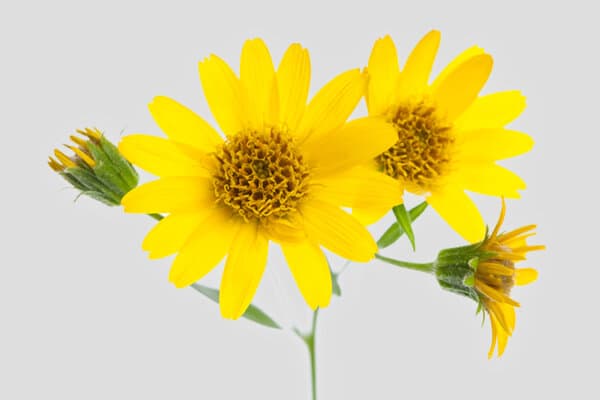 Arnika (Arnica montana) Blüten im Detail