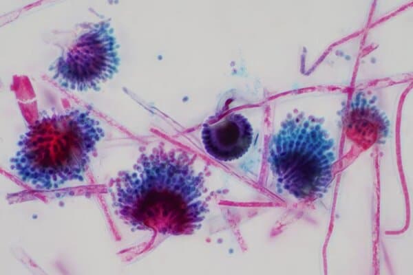Aspergillus (moisissure) sous la vue microscopique optique pour l'éducation.