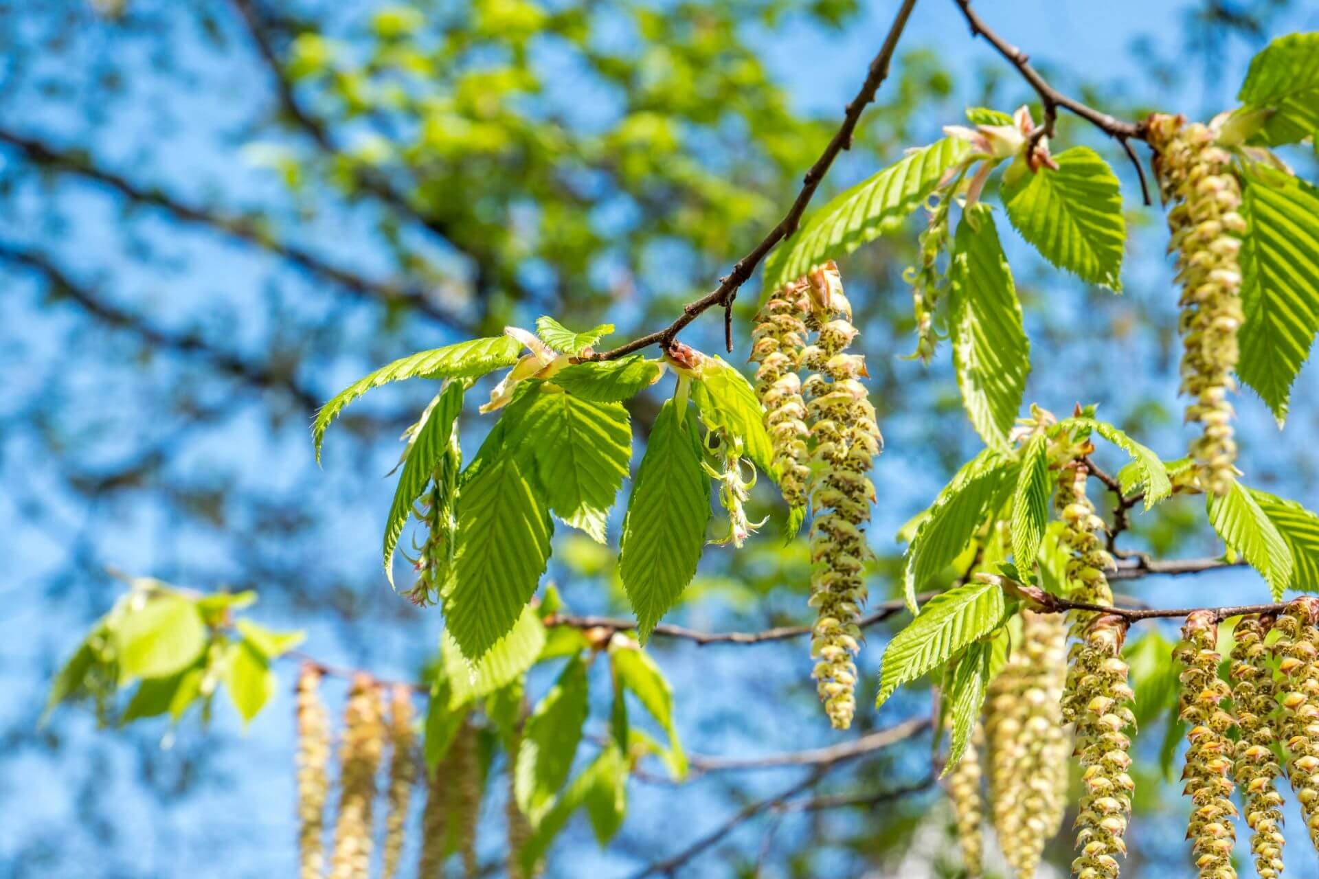 Dank der Sublingualtherapie kann so mancher Allergiker die Natur nun mehr geniessen.