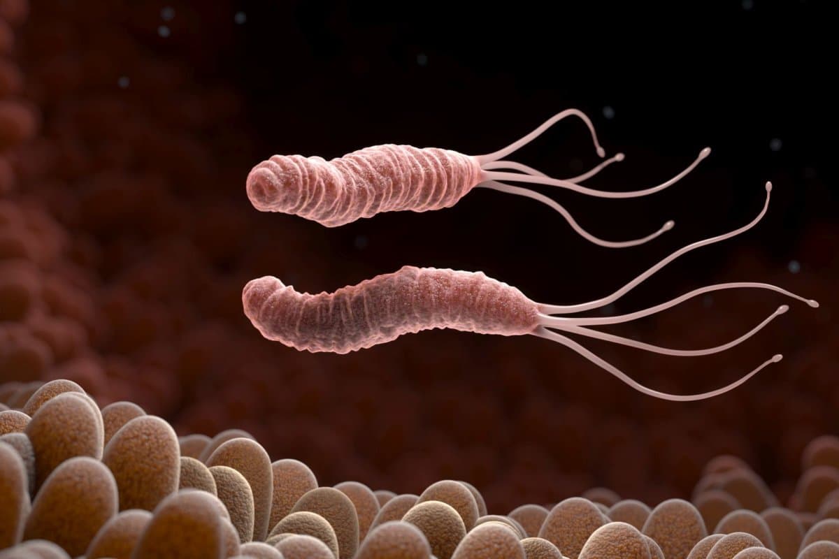 Helicobacter pylori kann bei Kindern auch positive immunregulatorische Effekte haben.