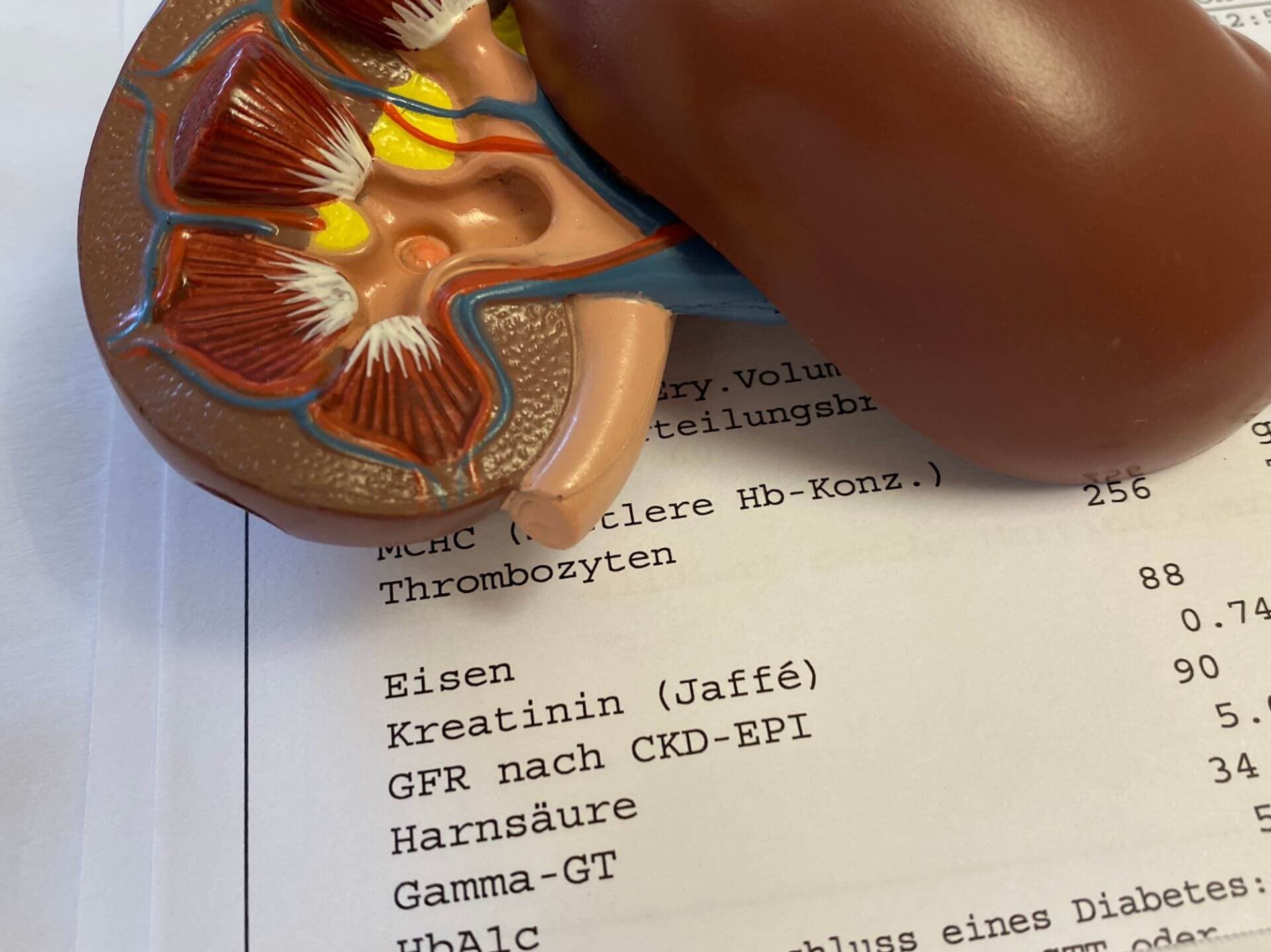 Eine adäquate Herzinsuffizienz-Therapie hilft auch der Niere.