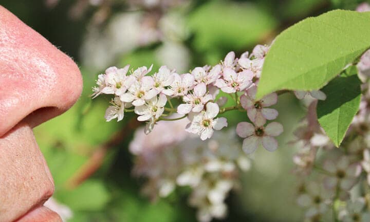 Ein Mann schnüffelt an den weißen Blütenständen einer Vogelkirsche. Männliche Nase, Stempel und Staubblätter mit Pollen.