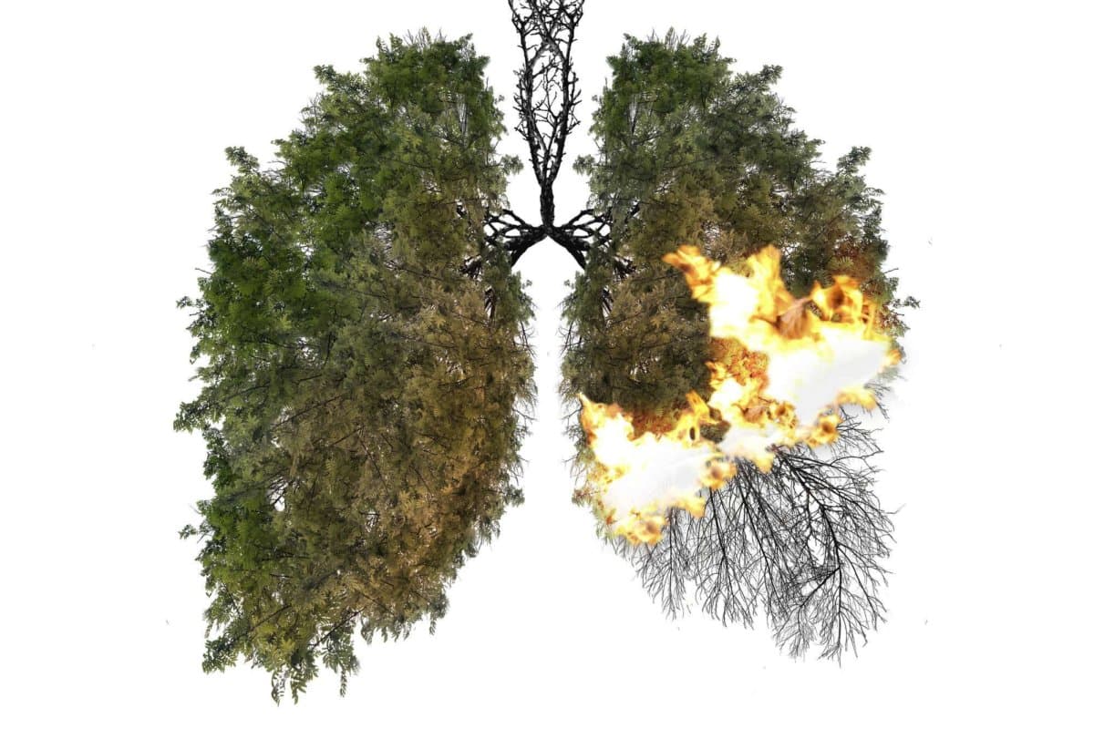 Abstract silhouette of lungs