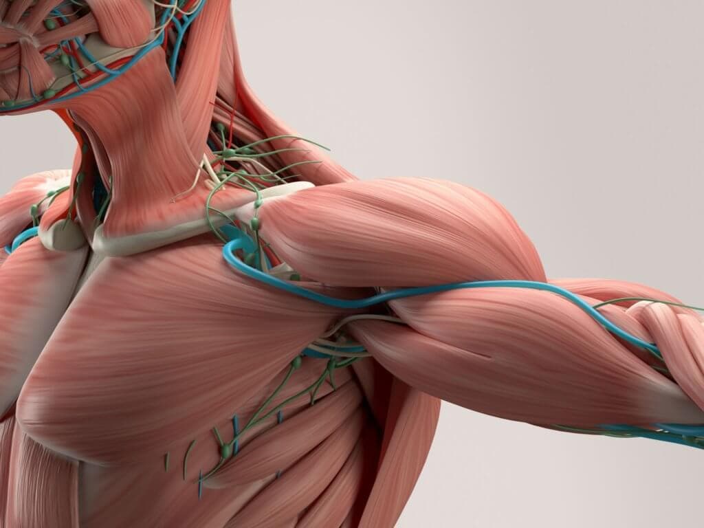 Beim Thoracic-Outlet-Syndrom kommt es zu Verklemmungen von Nerven oder Gefässen im Scalenus-Dreieck, Pectoralis-minor-Raum oder kostoklavikulären Raum.