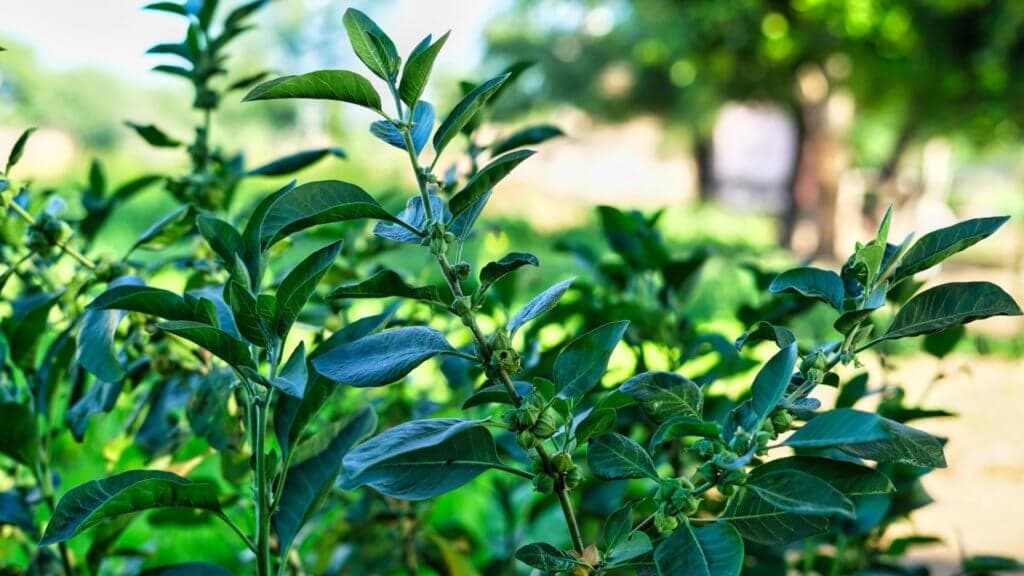 Das Interesse an Ashwagandha zur Behandlung von Schlafstörungen steigt.