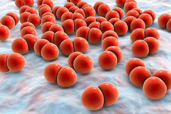 3D-Visualisierung von Pneumokokken Bakterien