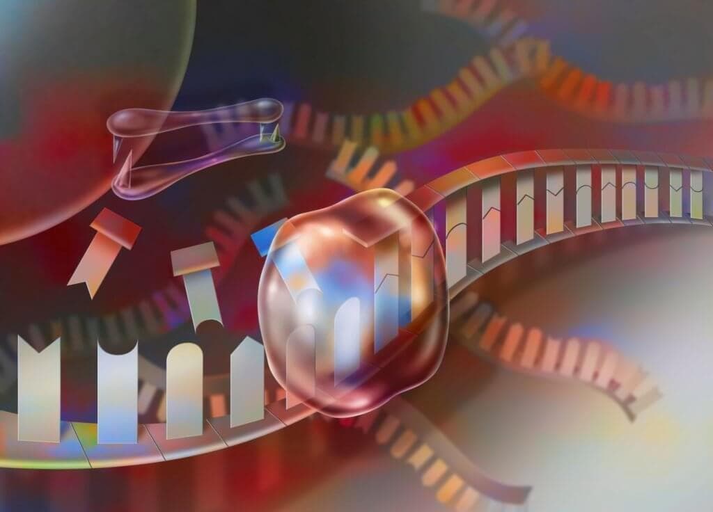 Das RNAi-Therapeutikum Zilebesiran senkte in einer Phase-I-Studie den Blutdruck schon nach einmaliger Gabe.