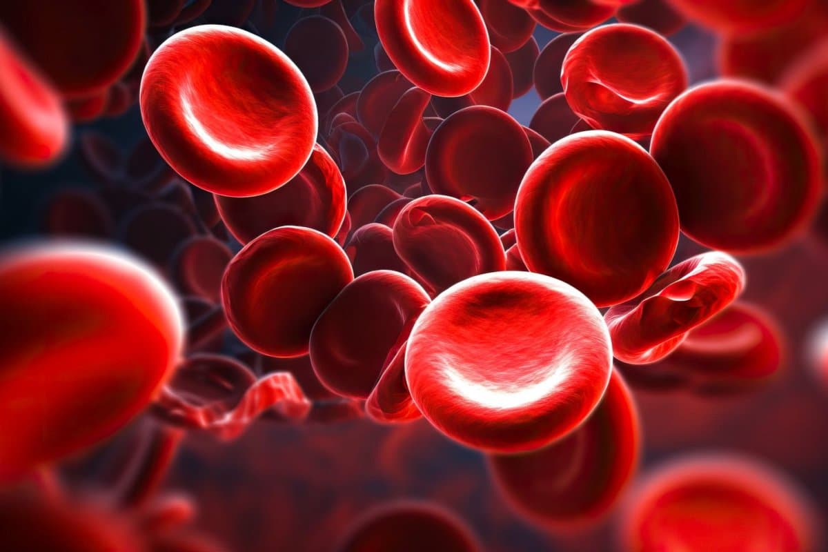 Mit der Gentherapie exa-cel kann die normale Funktion von Erythrozyten bei Hämoglobien wieder hergestellt werden.