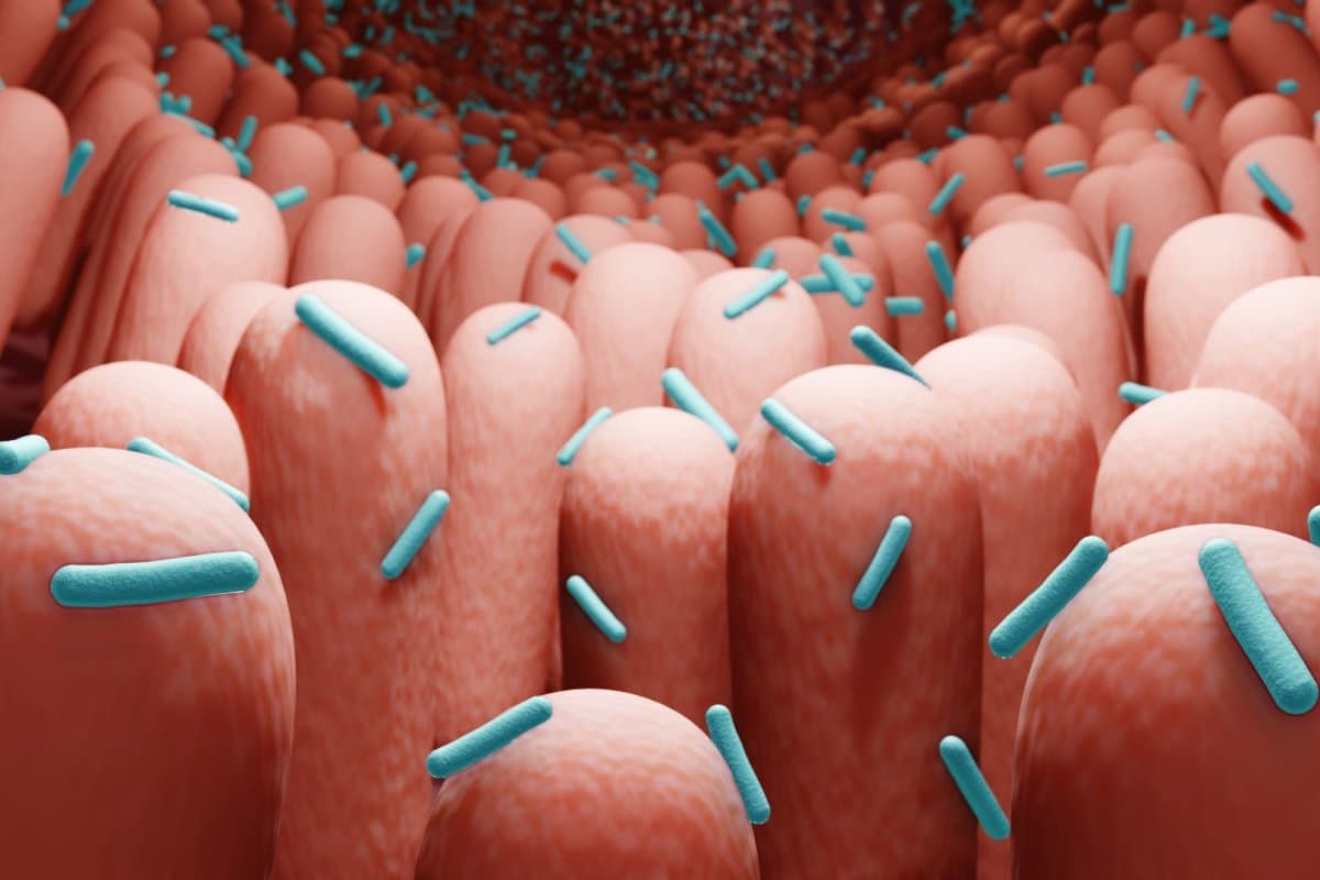 Darmbakterien sind für die Gesundheit essenziell, können im Zuge einer Immuntherapie aber eine Colitis auslösen.