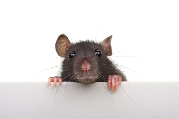 Witzige Ratte vor weissem Hintergrund