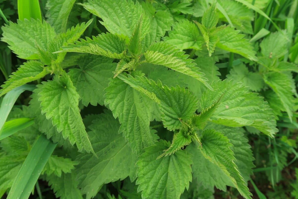 Dans la phytothérapie du syndrome prostatique bénin, les extraits d'ortie et de palmier nain sont les mieux documentés.
