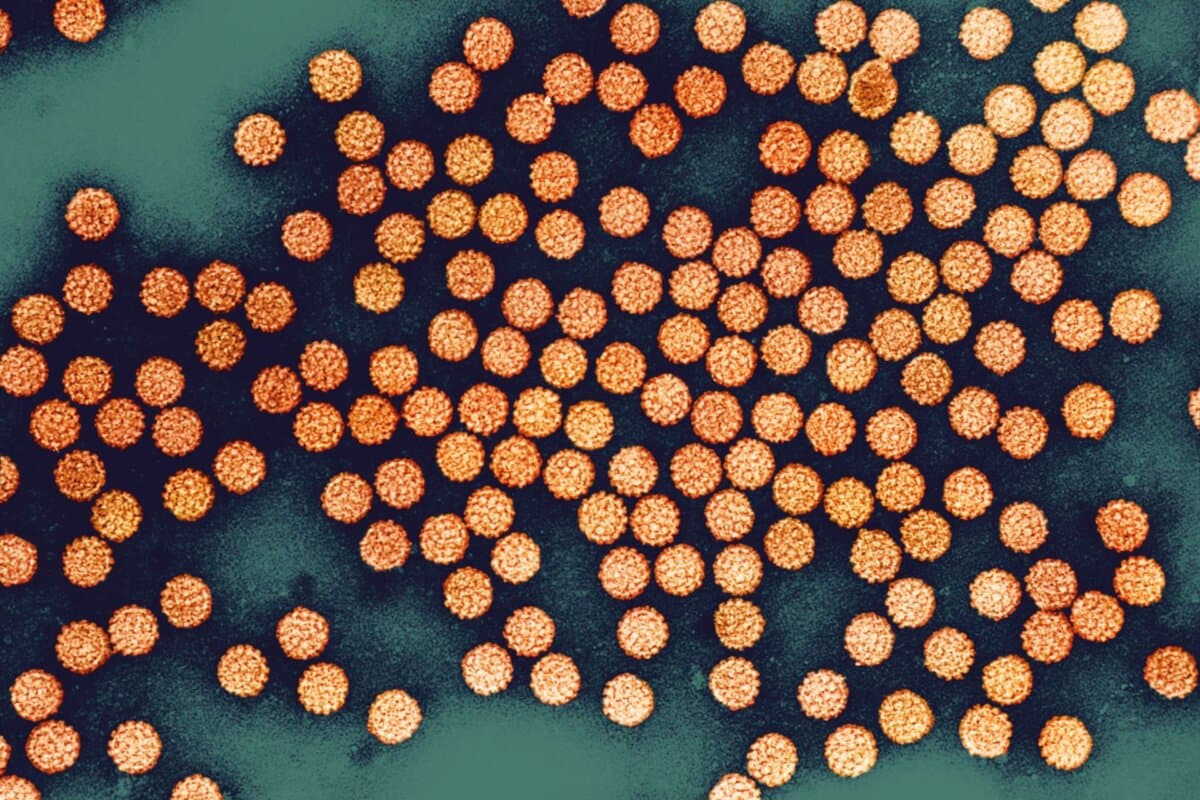 Die HPV-Impfung beugt der Entstehung von HPV-induzierbaren Krebsarten vor.