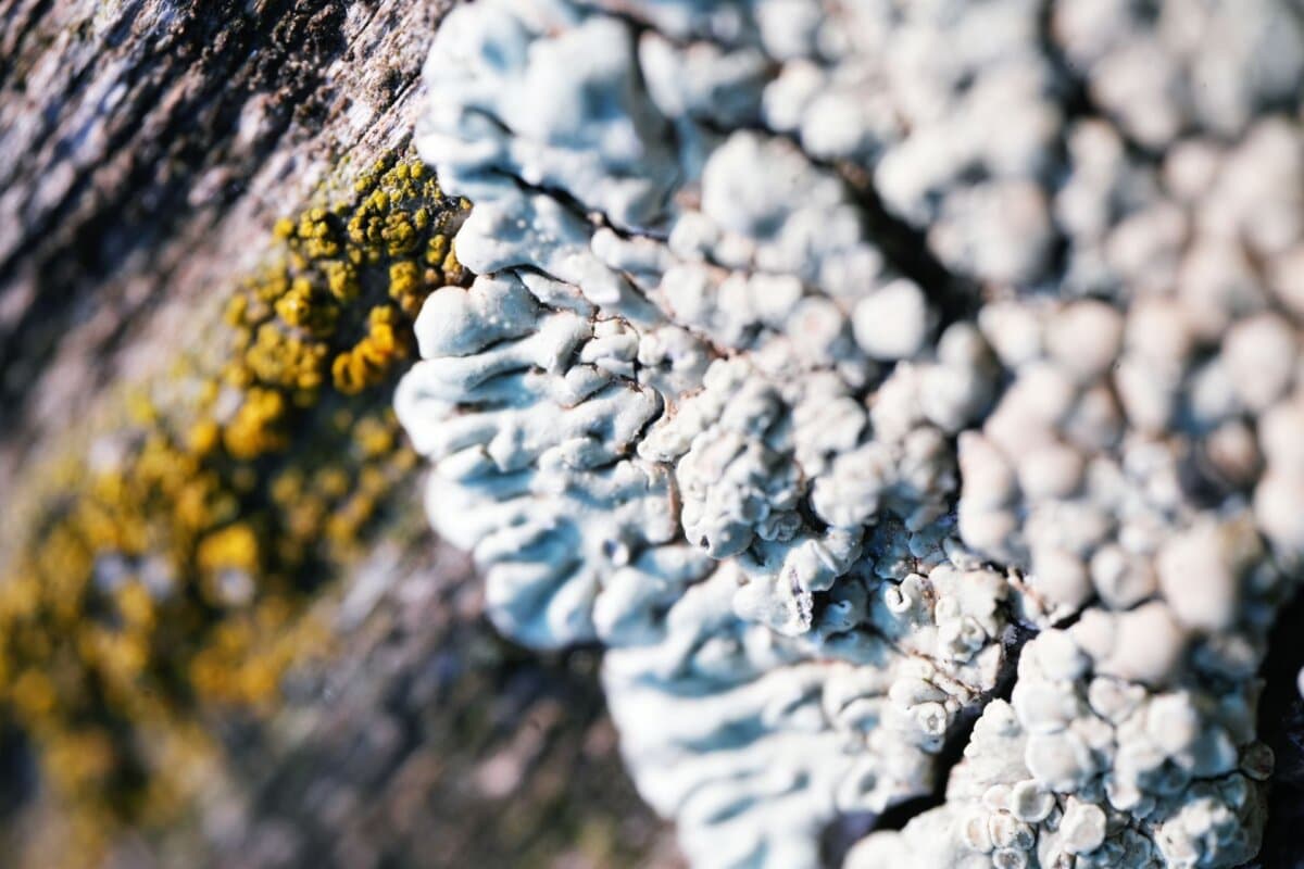 Le lichen scléreux est une maladie cutanée inflammatoire qui touche principalement la région anogénitale avec des lésions couleur blanc porcelaine