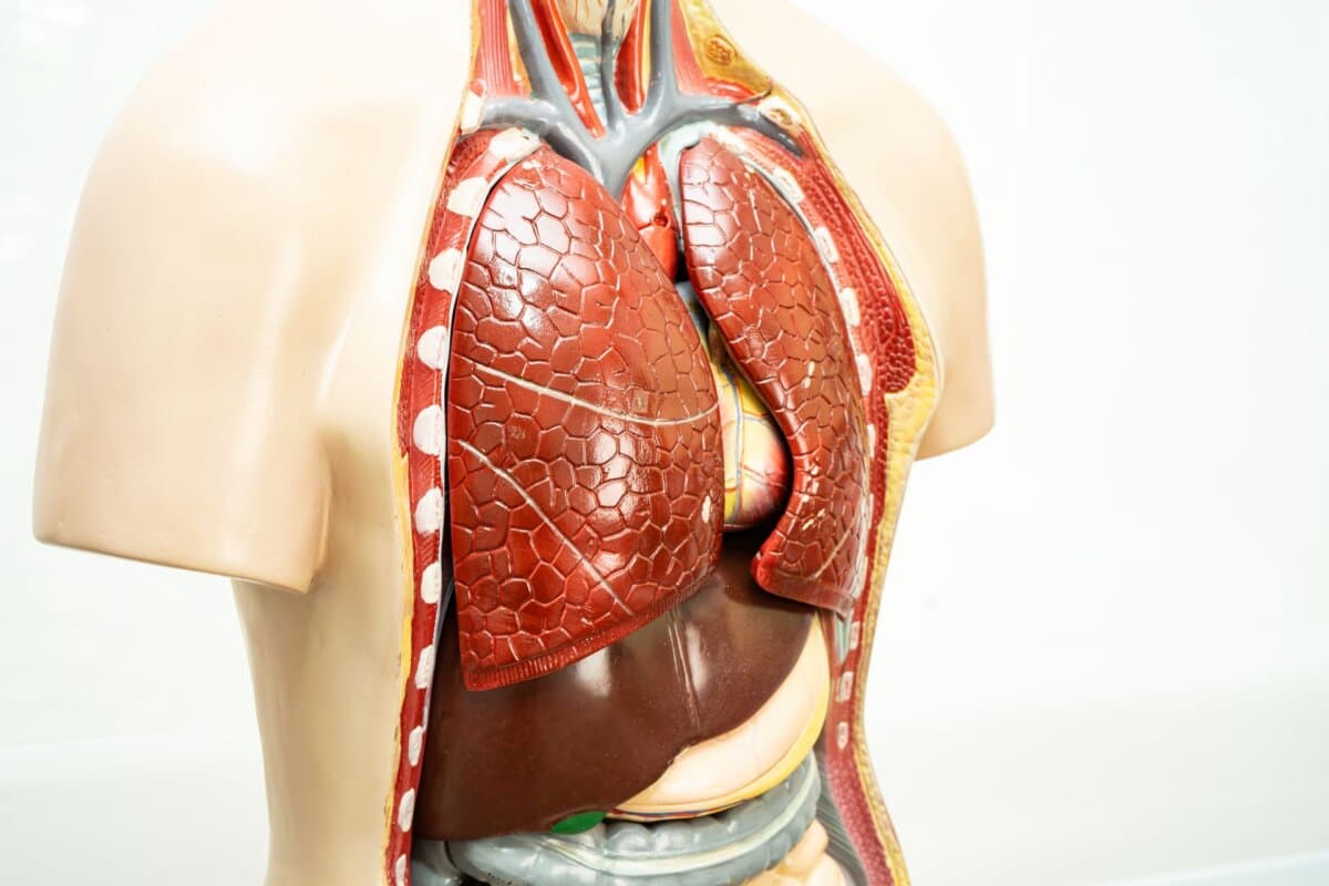 Le diabète a des impacts profonds sur le système cardiovasculaire les reins et le foie