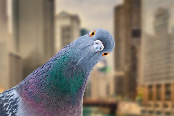 Un pigeon sur un fond urbain regarde de biais directement dans l'objectif de l'appareil photo.