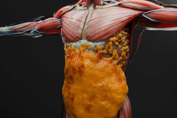 Illustration 3D de la graisse corporelle dans la région abdominale