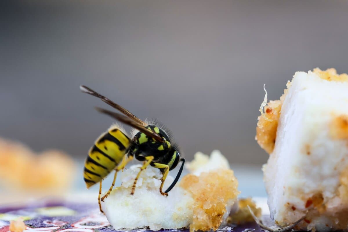 Une allergie au venin d'hyménoptère peut être grâve.