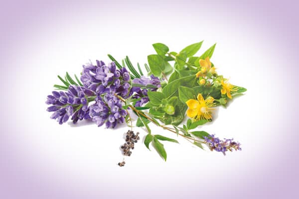 plantes médicinales