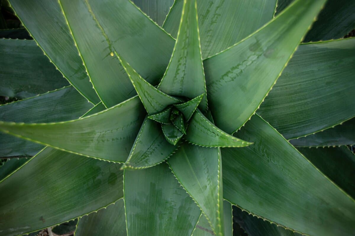 Aloe Vera