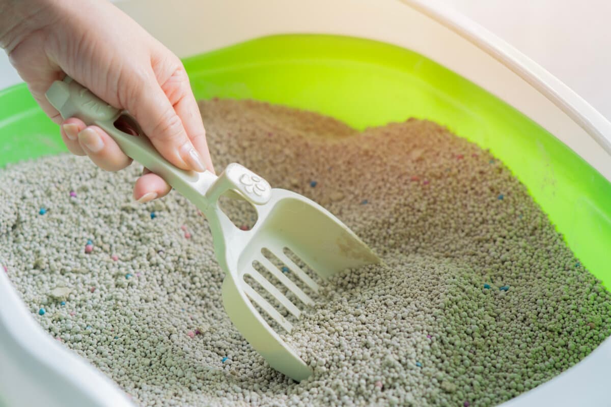 Aufnahme der Hand eines Katzenbesitzers mit Schaufelriemen beim Reinigen von Katzenstreu oder Katzensand in einer kleinen