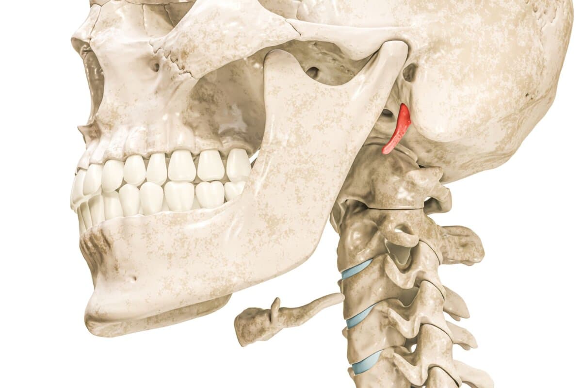 Temporaler Styloid-Prozess in roter 3D-Darstellung einzeln auf Weiß.