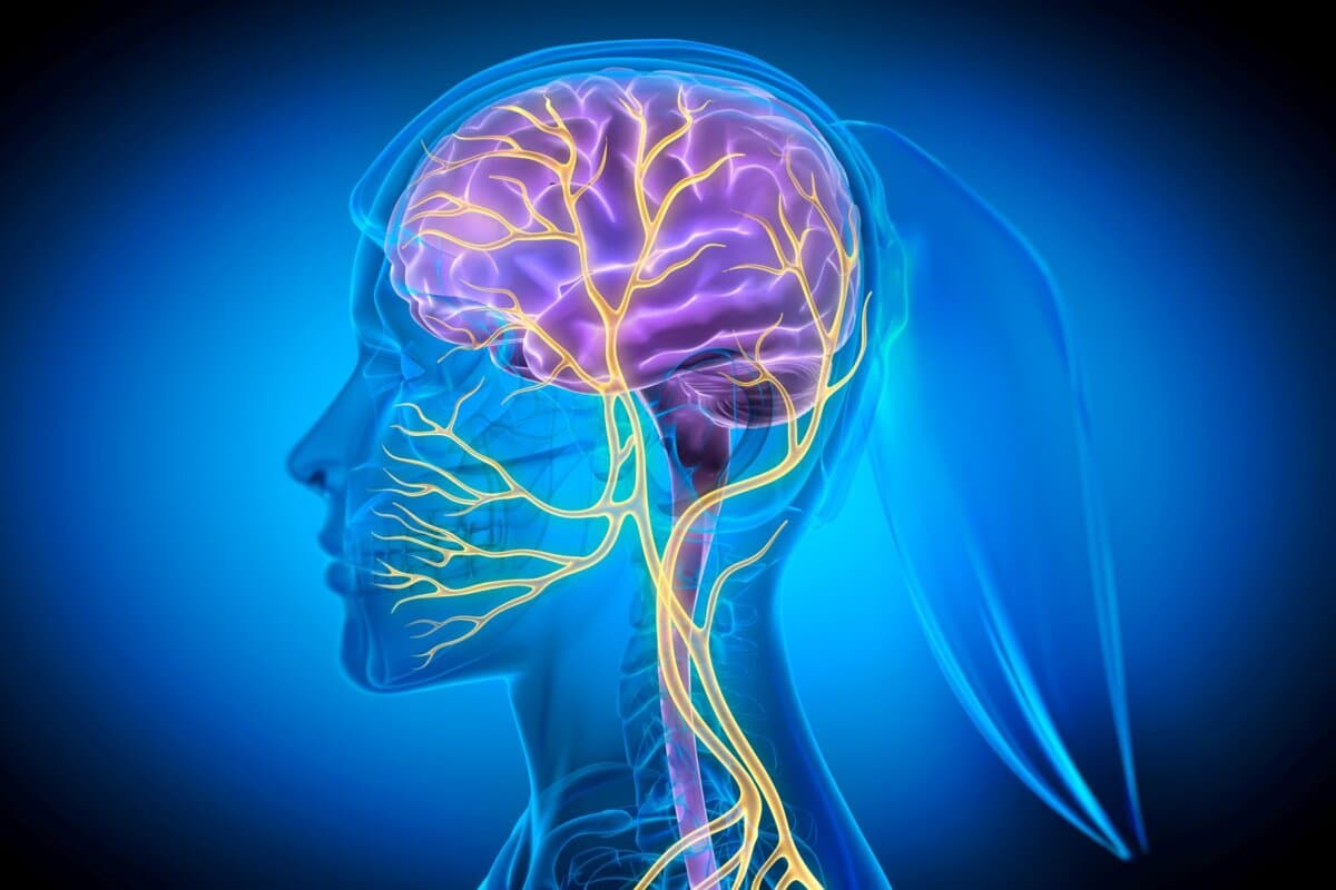 Vagusnervstimulation mit leuchtenden Nervenfasern – 3D-Illustration