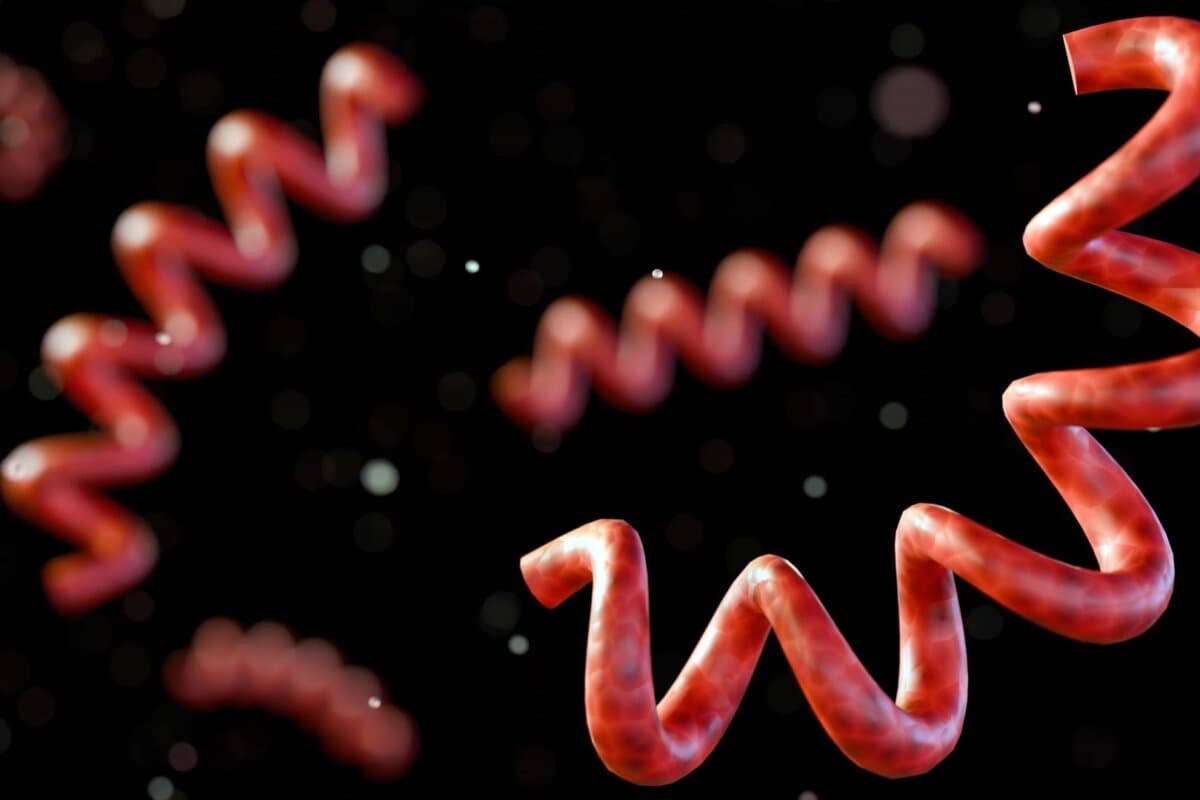 3D-Darstellung von Treponema pallidum, dem Erreger der Syphilis.