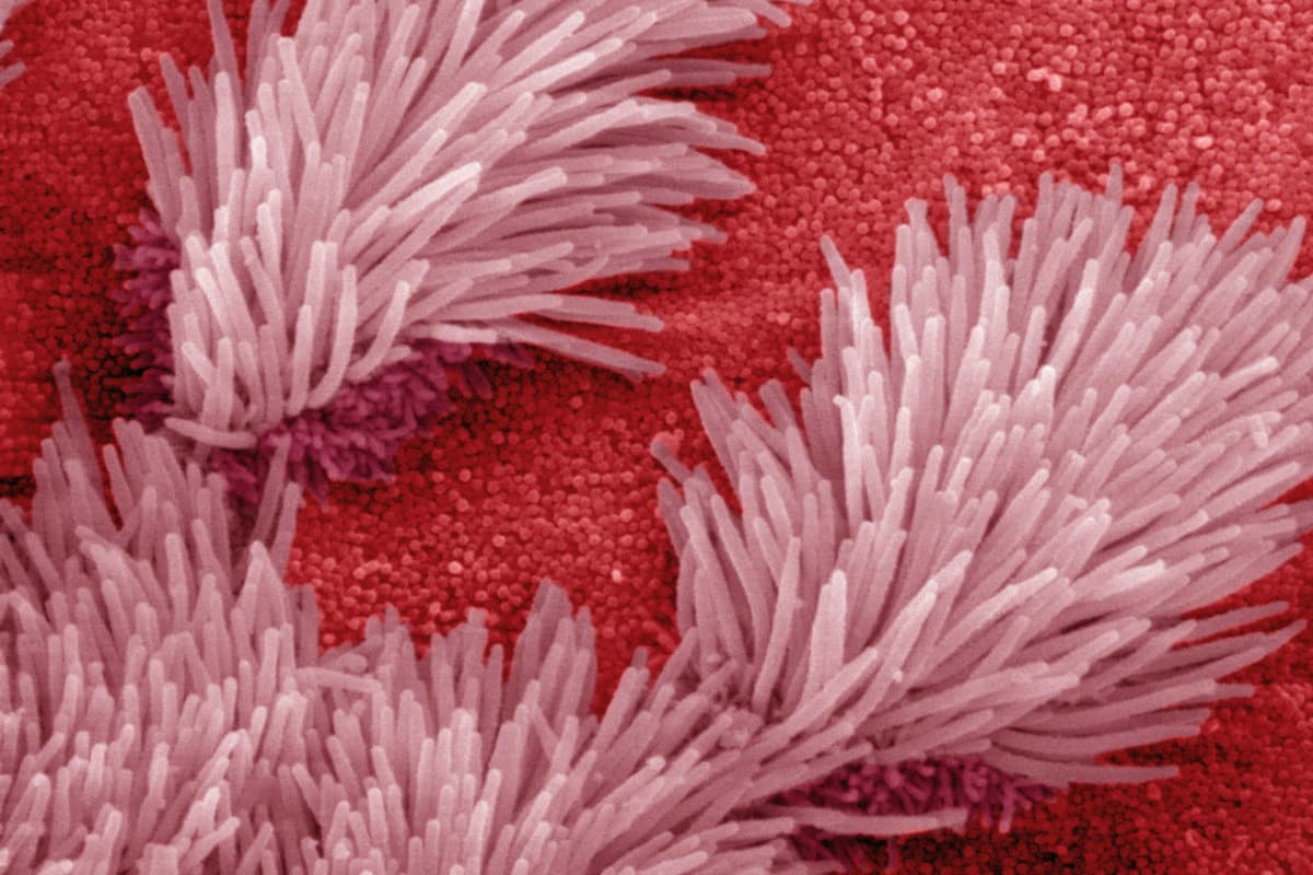 Ciliated epithelium of the respiratory system. Beating cilia aid in keeping harmful and foreign material from entering the alveoli of the lungs where essential gas exchange occurs. SEM X5000