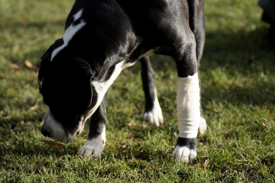 Hund mit Bandage am Bein