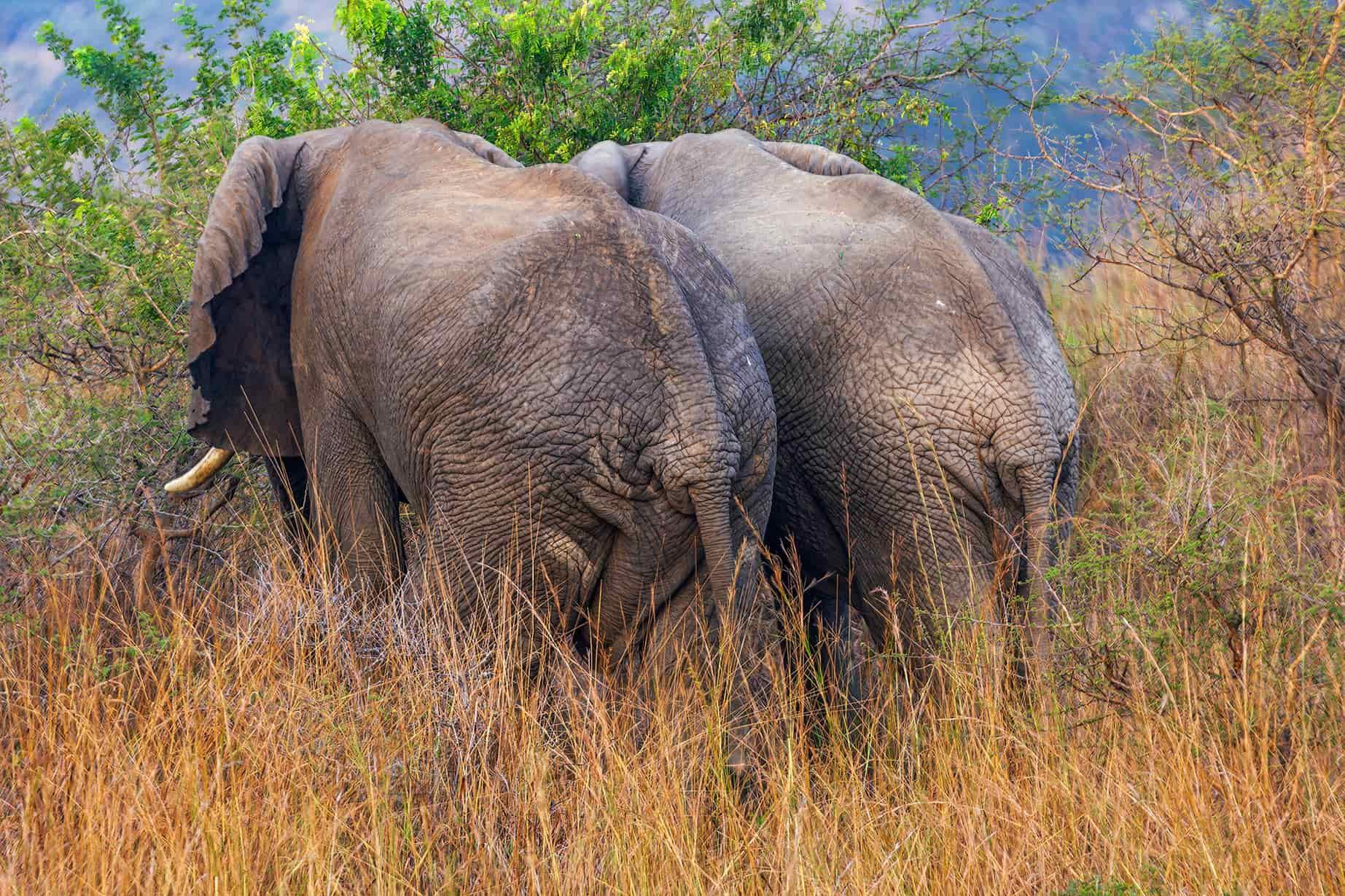 Elefantenhintern und afrikanischer Elefantenschwanz