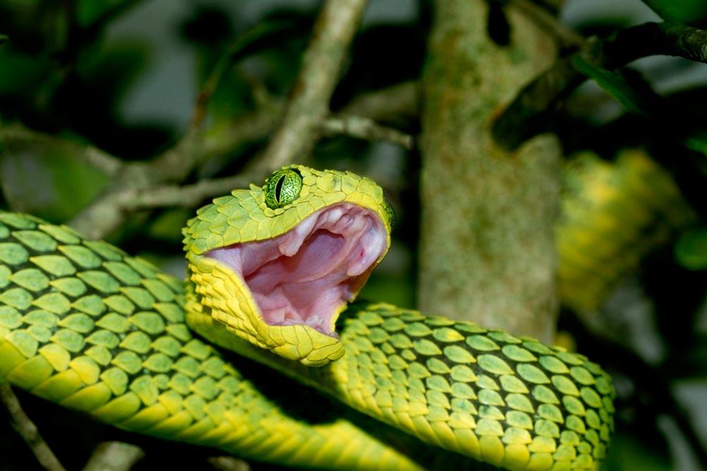 Grüne Schlange mit offenem Maul