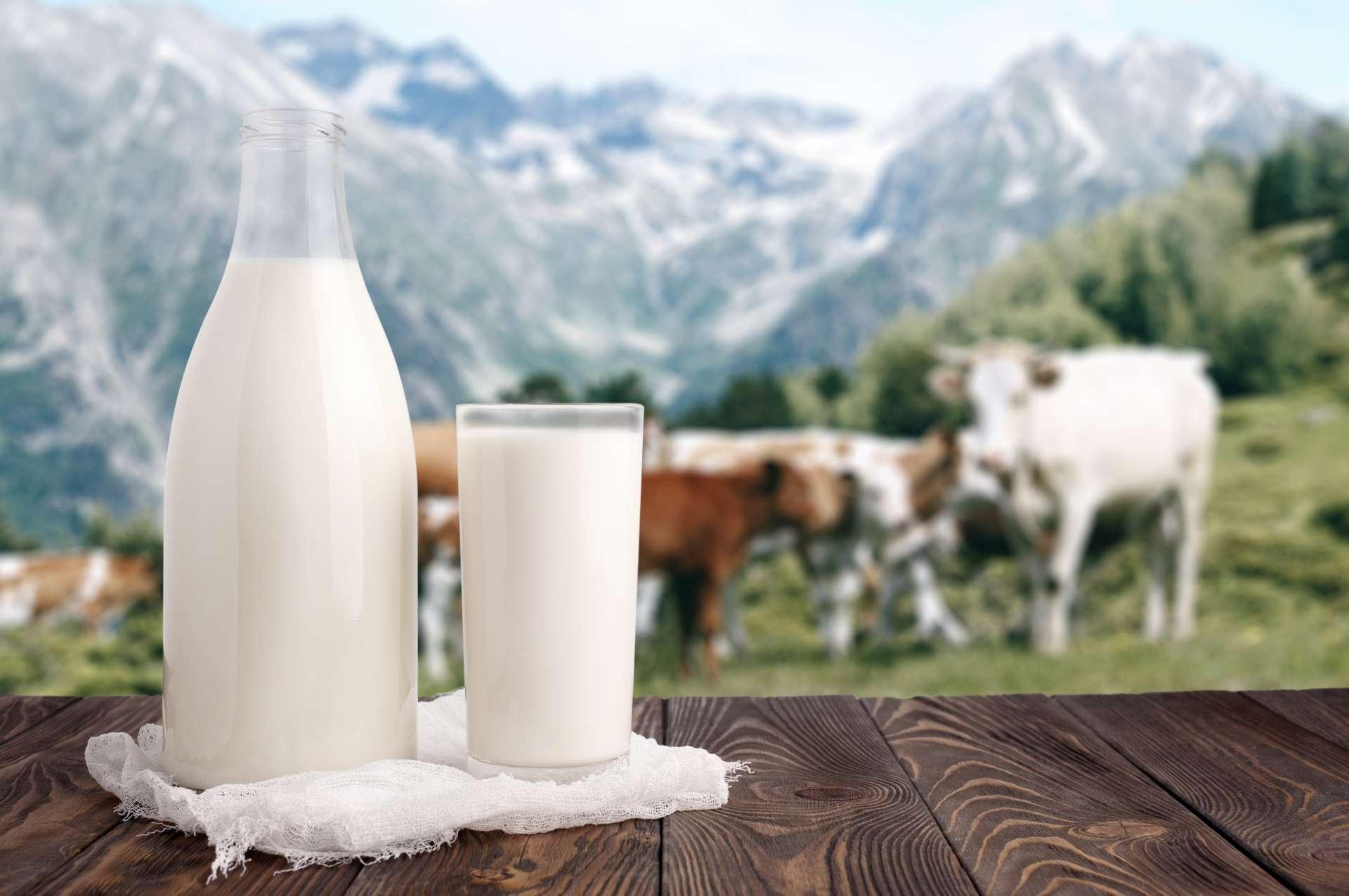 Milchflasche und Glas Milch an der hölzernen Tischplatte auf Hintergrund der Bergweide und der Kuhherde. Ökologische Milchproduktion