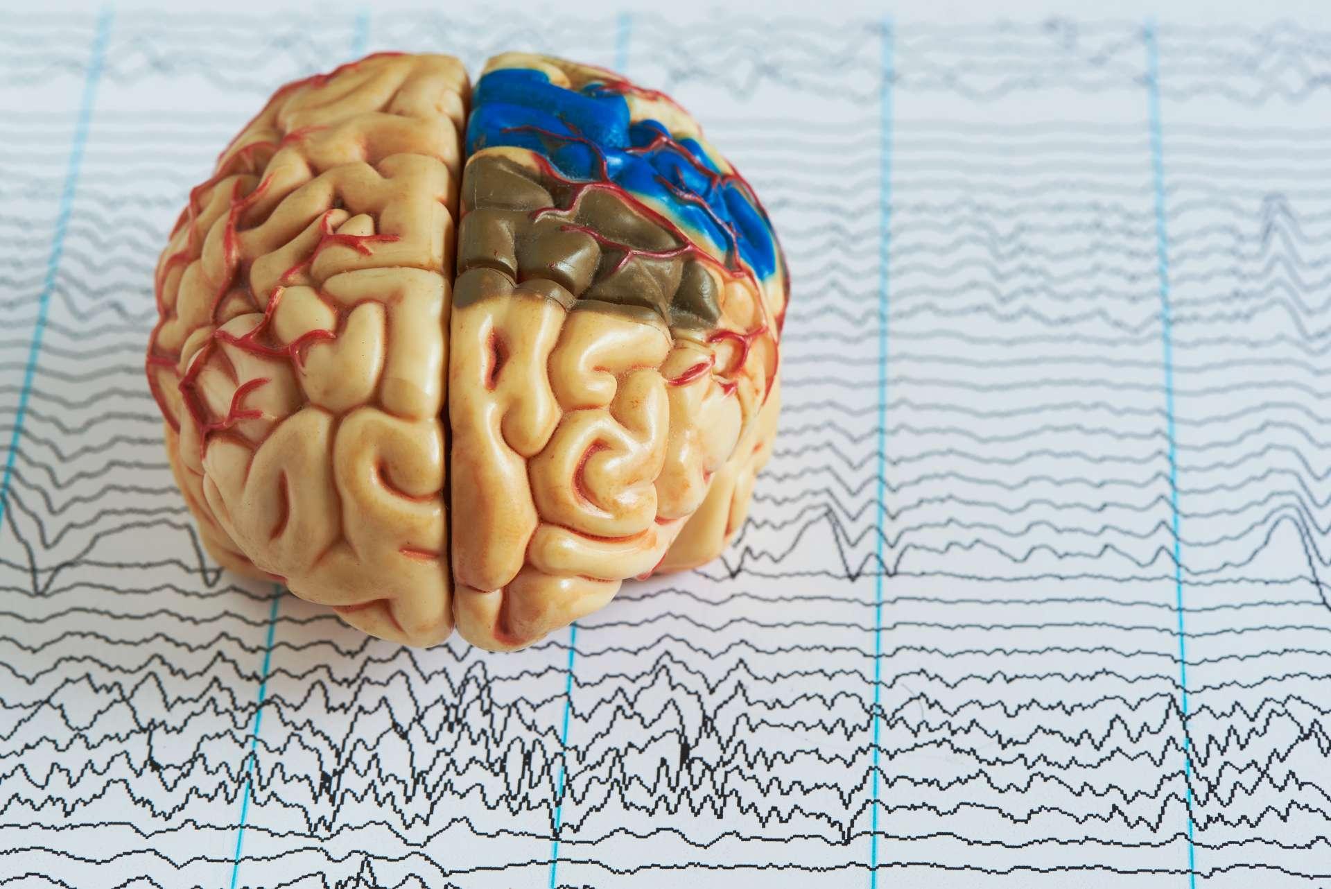 Menschliches Gehirnmodell vor dem Hintergrund von Gehirnwellen aus der Elektroenzephalographie