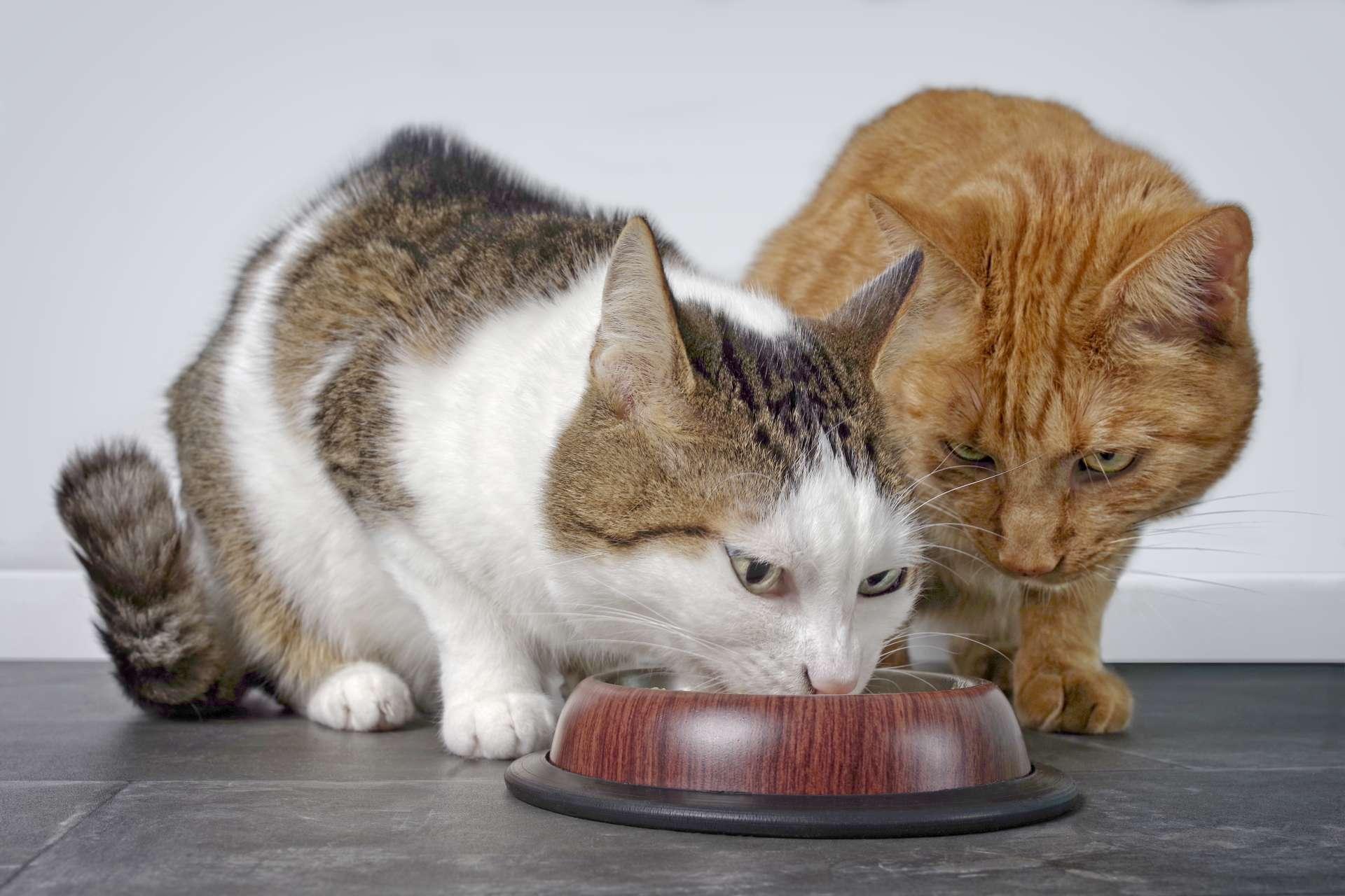 Nahaufnahme von zwei niedlichen Katzen, die zusammen Katzenfutter essen.