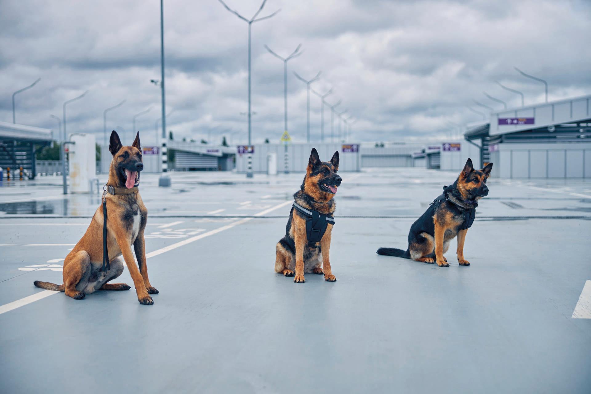 Malinois-Hund und zwei deutsche Schäferhunde, die auf dem Boden im Flugplatz unter bewölktem Himmel sitzen