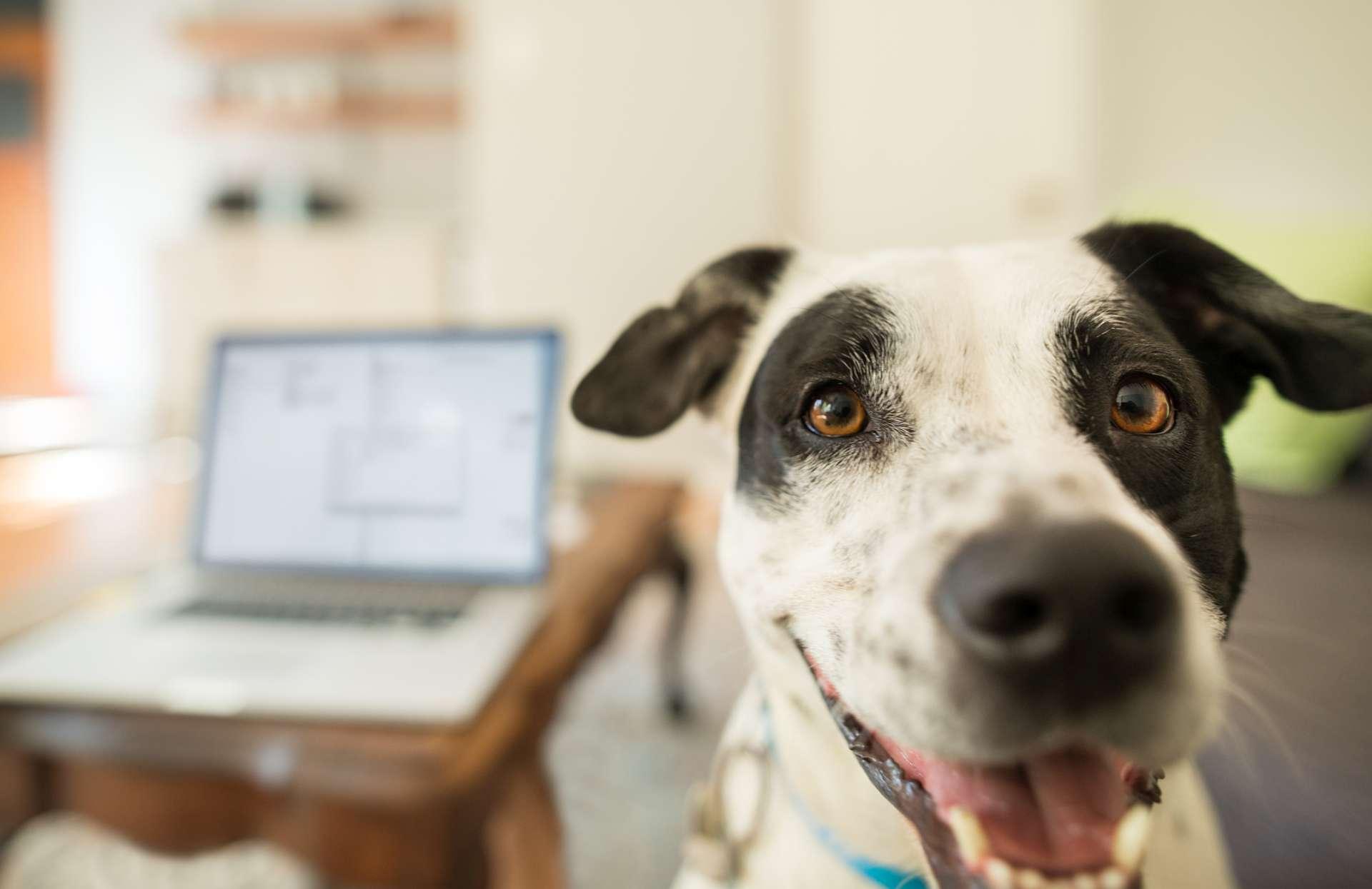 Ein Hund, der in einem Wohnzimmer mit einem Laptop auf dem Tisch im Hintergrund in die Kamera schaut table